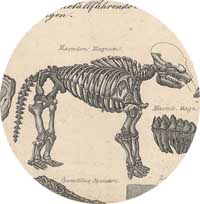 Mastodon
